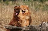 SPITZ ALLEMAND 453